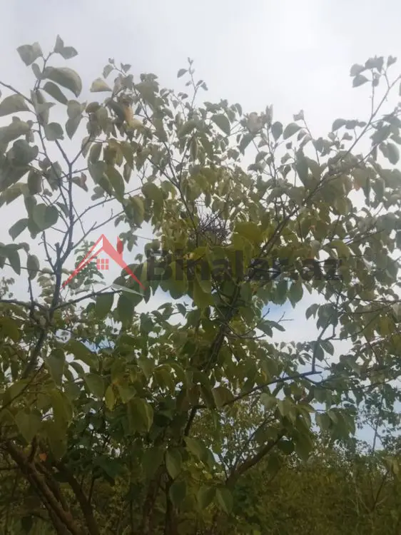 36 000 AZN - 300 sot Torpaq Satılır, Göyçay