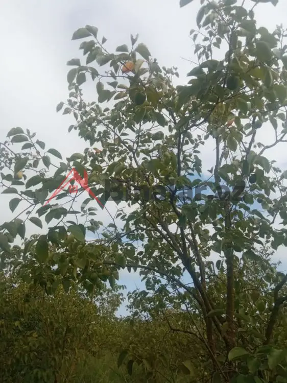 36 000 AZN - 300 sot Torpaq Satılır, Göyçay