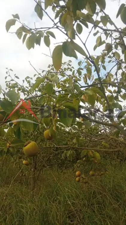 36 000 AZN - 300 sot Torpaq Satılır, Göyçay