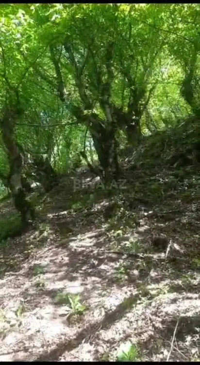 137 800 AZN - 10.6 sot Torpaq Satılır, Qəbələ
