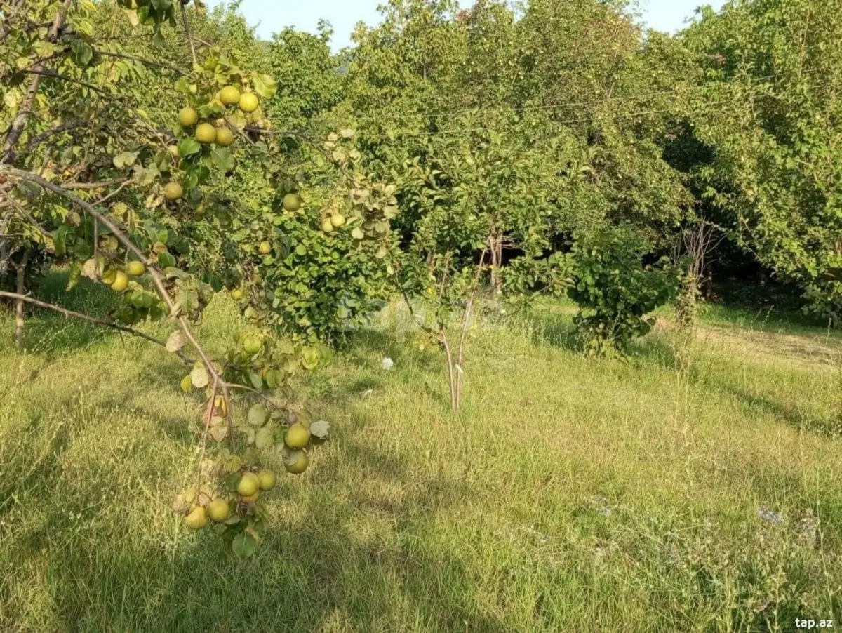 25 500 AZN - 0 m² Obyekt / Ofis , İsmayıllı