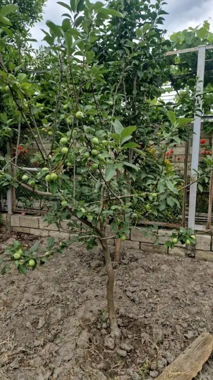 65 000 AZN - 3 otaqlı mənzil Satılır, Nabran