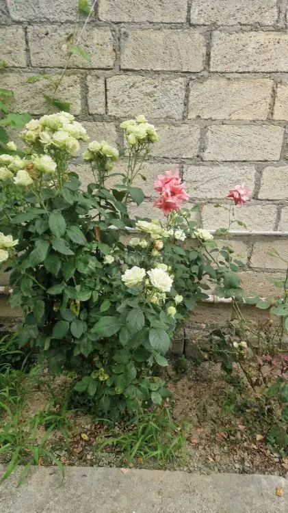 65 000 AZN - 3 otaqlı mənzil Satılır, Nabran