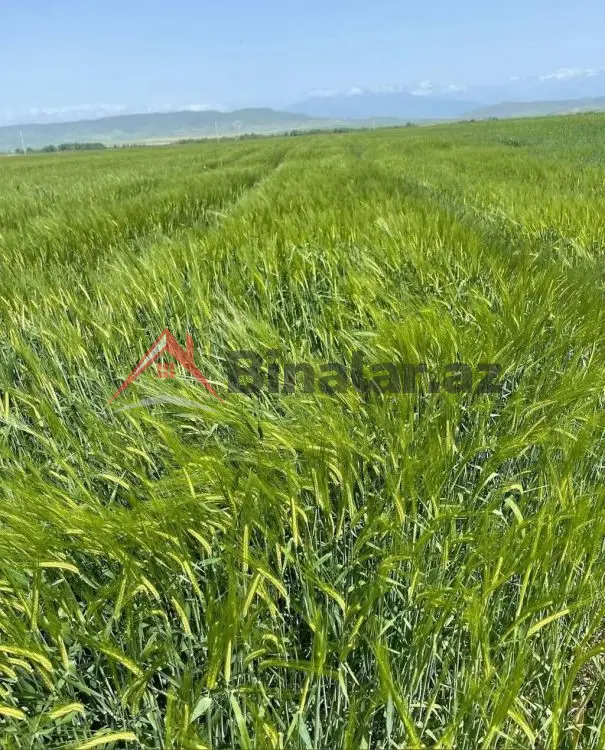3 000 AZN - 5750 sot Torpaq Satılır, Oğuz