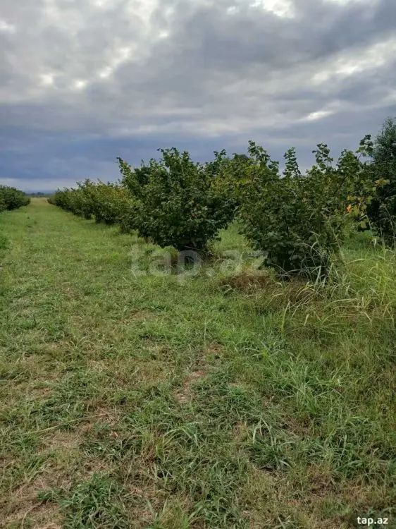 82 000 AZN - 0 m² Obyekt / Ofis , Xudat