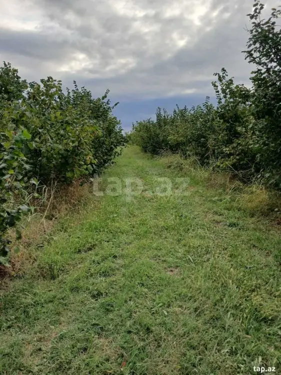 82 000 AZN - 0 m² Obyekt / Ofis , Xudat