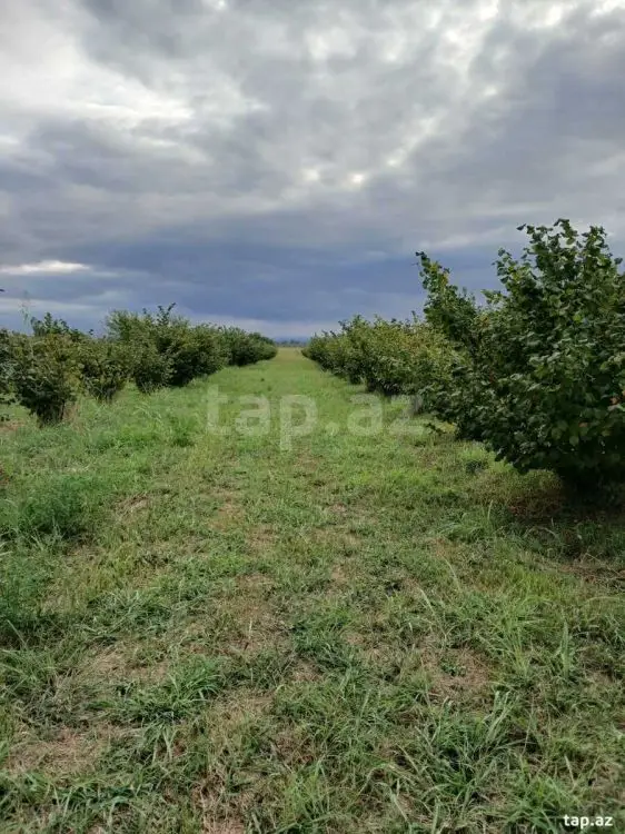 82 000 AZN - 0 m² Obyekt / Ofis , Xudat
