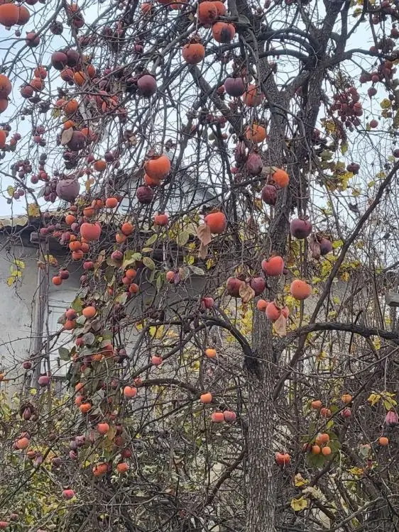 84 000 AZN - 3 otaqlı mənzil Satılır, Bərdə