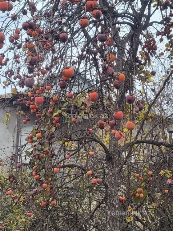 84 000 AZN - 3 otaqlı mənzil Satılır, Bərdə