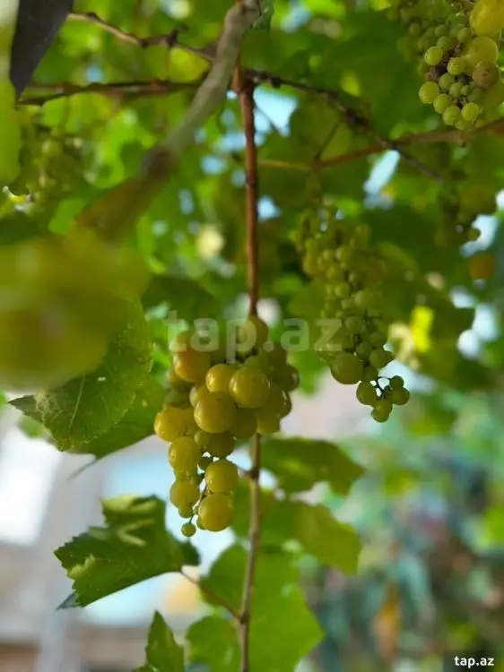 400 AZN - 3 otaqlı mənzil Kirayə (aylıq), Biləcəri qəs., Binəqədi, Bakı