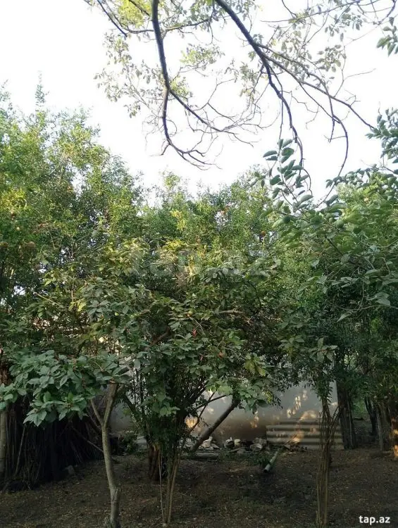 25 000 AZN - 0 m² Obyekt / Ofis , Bərdə