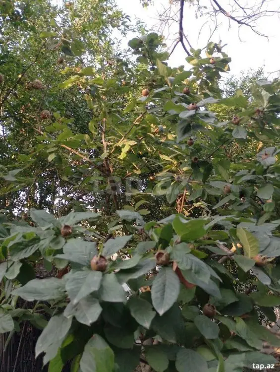 25 000 AZN - 0 m² Obyekt / Ofis , Bərdə