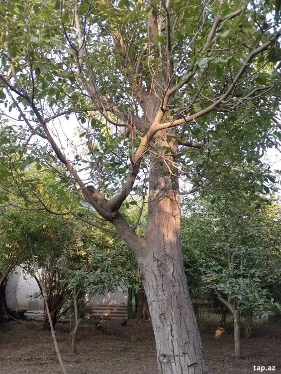 25 000 AZN - 0 m² Obyekt / Ofis , Bərdə
