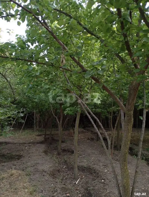 25 000 AZN - 0 m² Obyekt / Ofis , Bərdə
