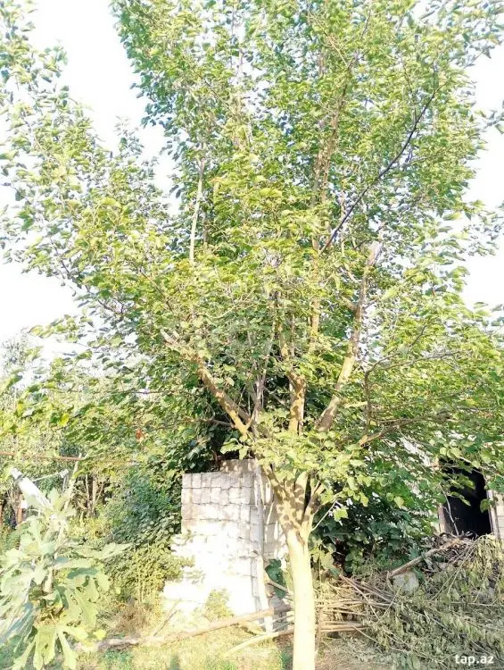 25 000 AZN - 0 m² Obyekt / Ofis , Bərdə