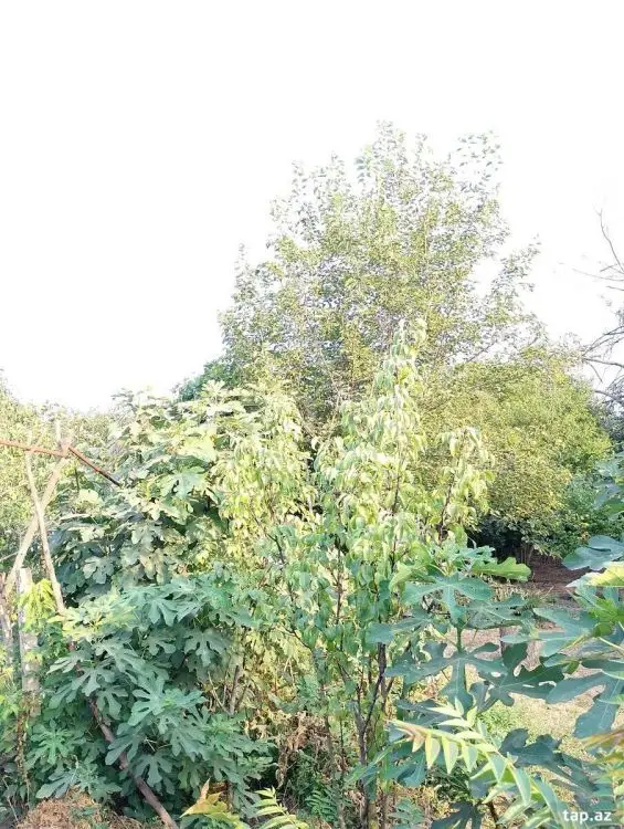 25 000 AZN - 0 m² Obyekt / Ofis , Bərdə