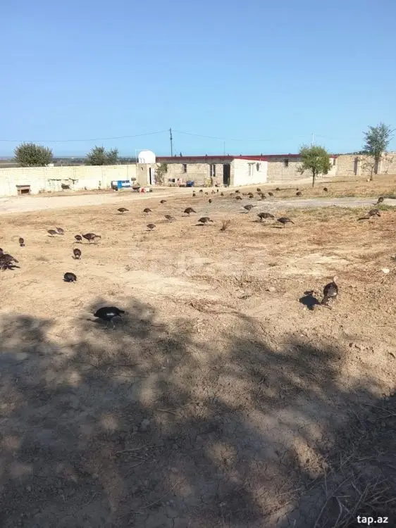186 000 AZN - 0 m² Obyekt / Ofis , Şabran