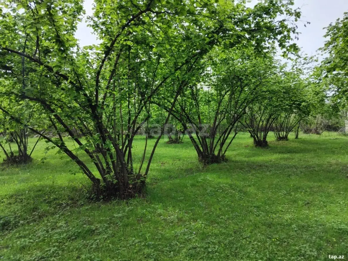 230 000 AZN - 0 m² Obyekt / Ofis , Oğuz