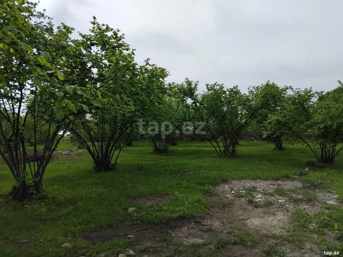 230 000 AZN - 0 m² Obyekt / Ofis , Oğuz