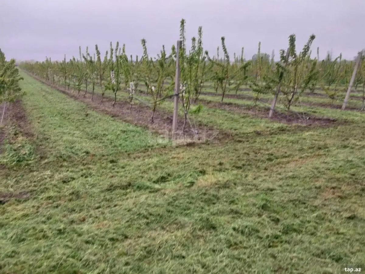 220 000 AZN - 0 m² Obyekt / Ofis , Xaçmaz