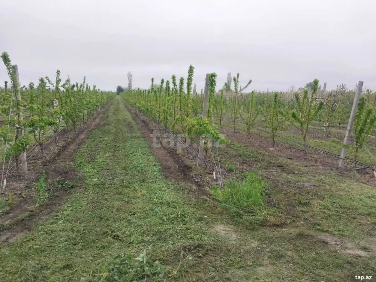220 000 AZN - 0 m² Obyekt / Ofis , Xaçmaz