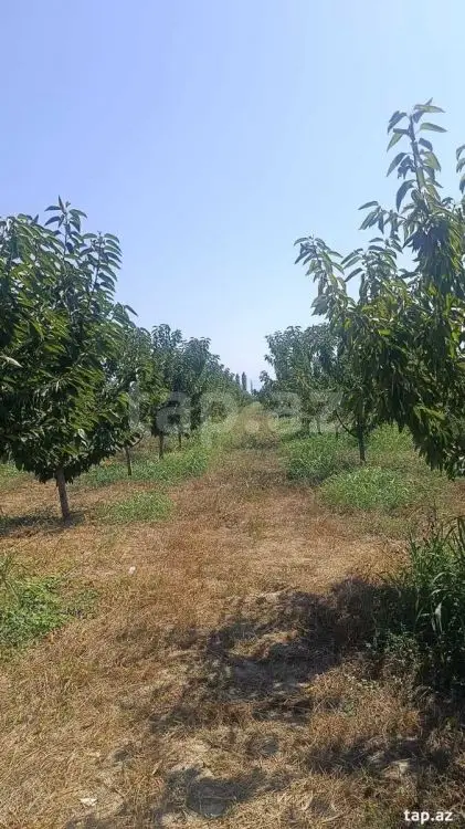 325 000 AZN - 0 m² Obyekt / Ofis , Quba