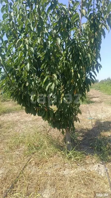 325 000 AZN - 0 m² Obyekt / Ofis , Quba