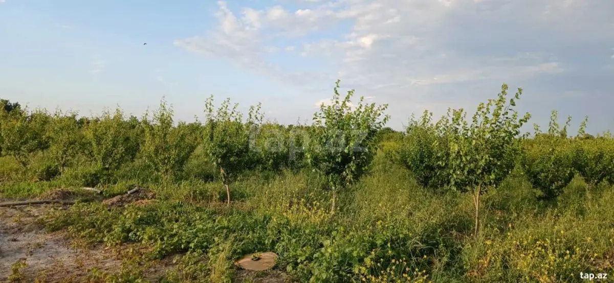 325 000 AZN - 0 m² Obyekt / Ofis , Quba
