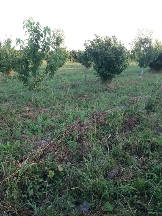 42 000 AZN - 100 sot Torpaq Satılır, Xaçmaz