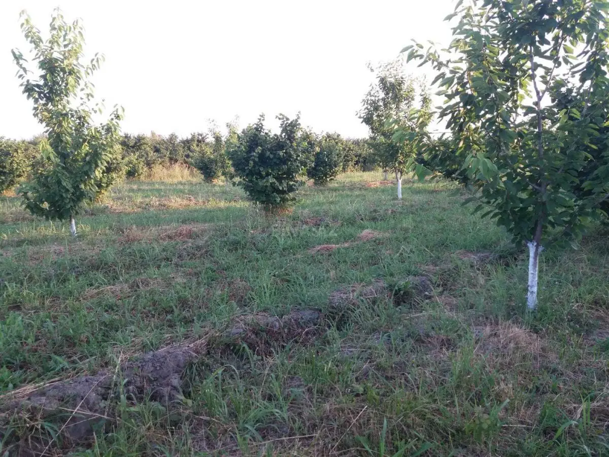 42 000 AZN - 100 sot Torpaq Satılır, Xaçmaz