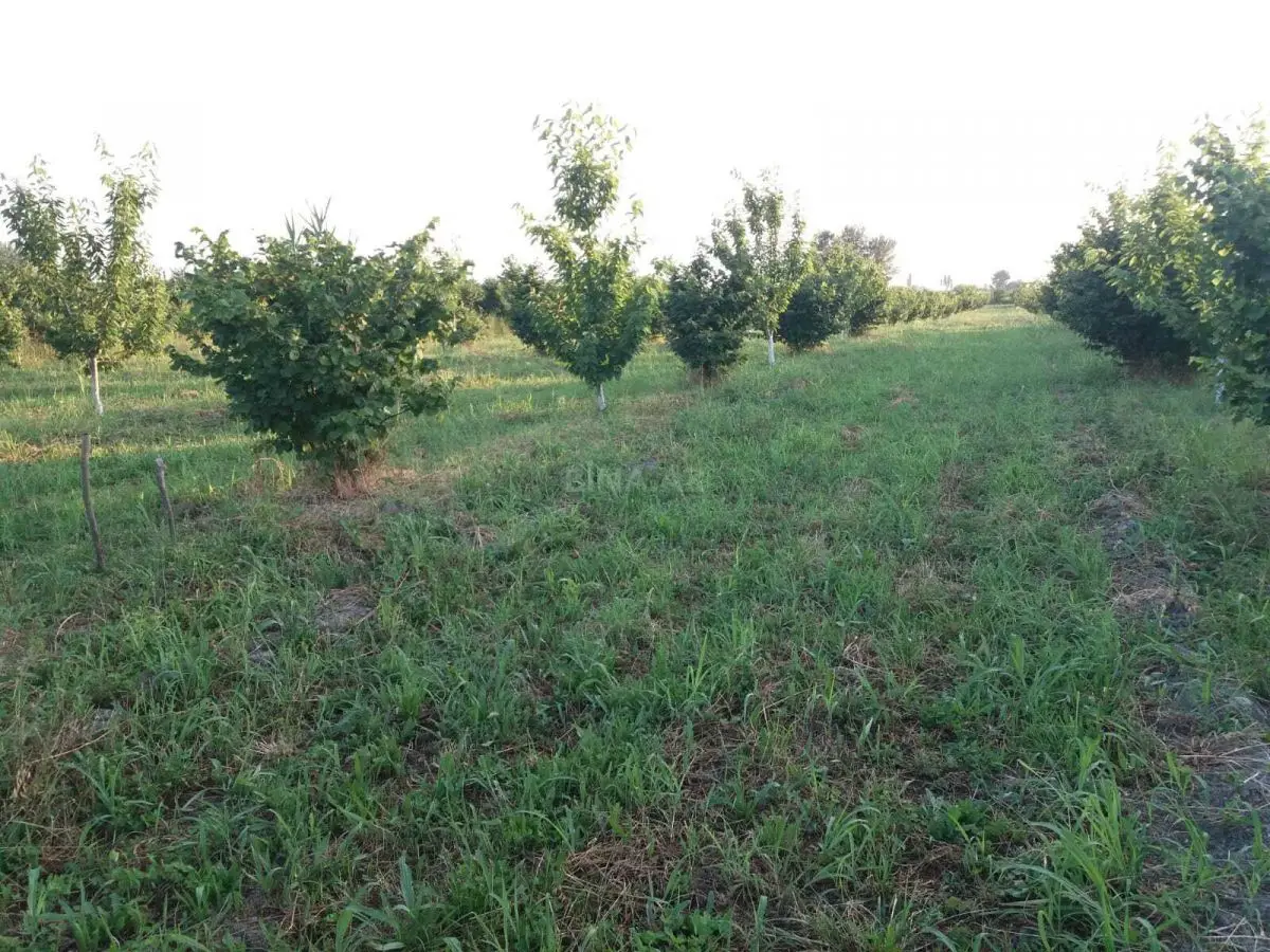 42 000 AZN - 100 sot Torpaq Satılır, Xaçmaz