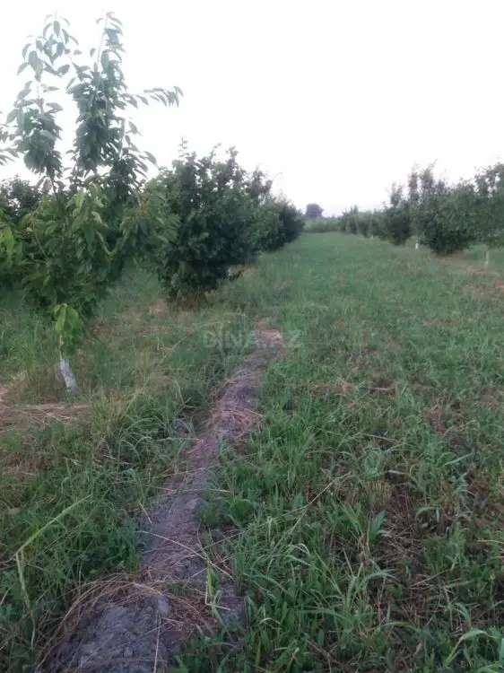 42 000 AZN - 100 sot Torpaq Satılır, Xaçmaz