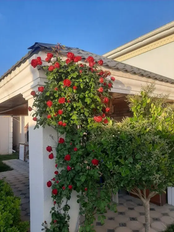 650 AZN - 3 otaqlı mənzil Kirayə (aylıq), Şüvəlan, Xəzər, Bakı