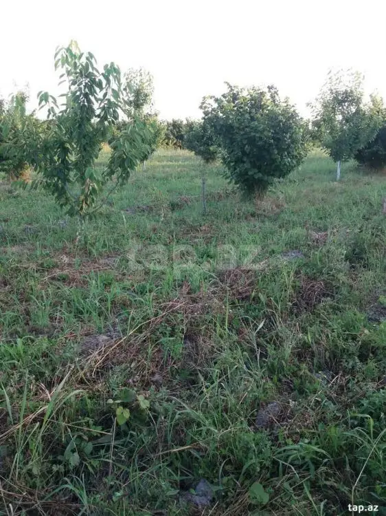 42 000 AZN - 0 m² Obyekt / Ofis , Xaçmaz