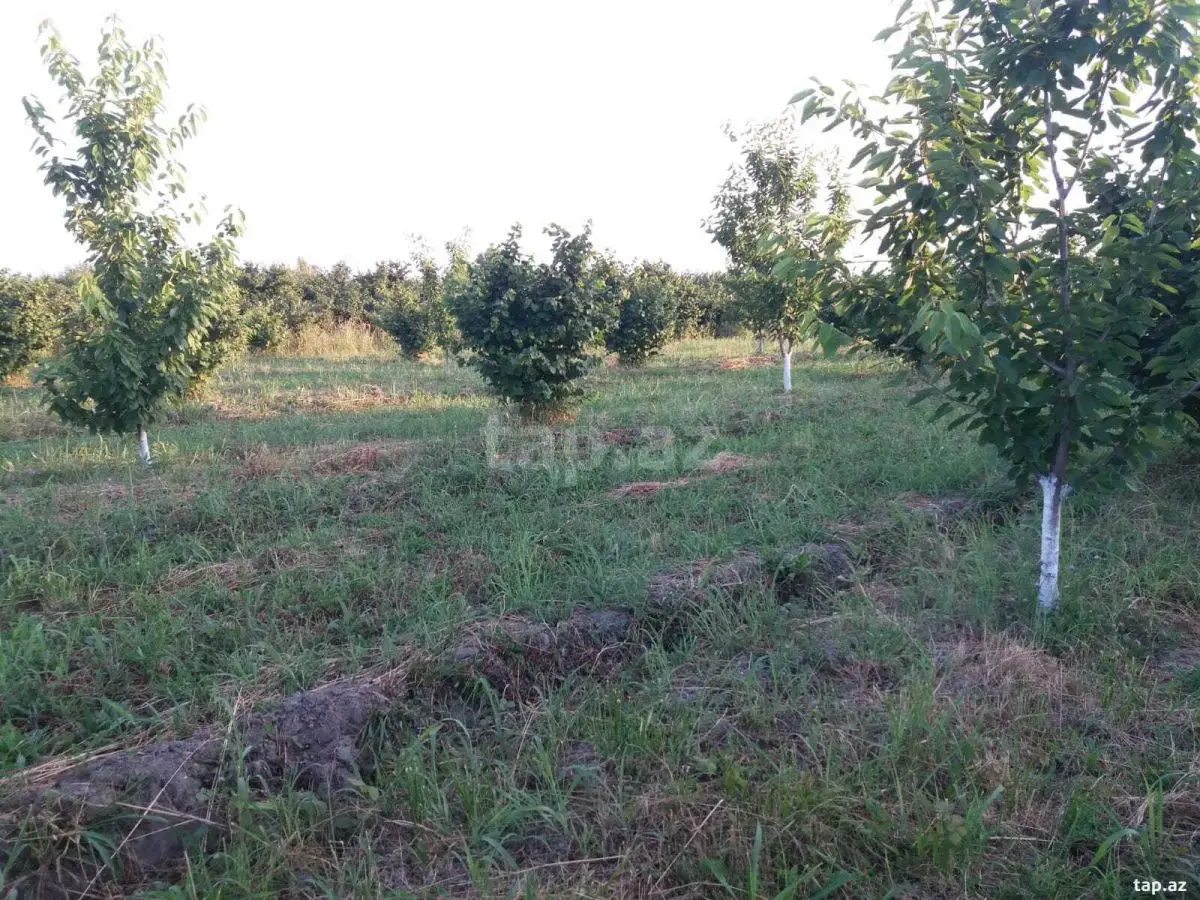 42 000 AZN - 0 m² Obyekt / Ofis , Xaçmaz