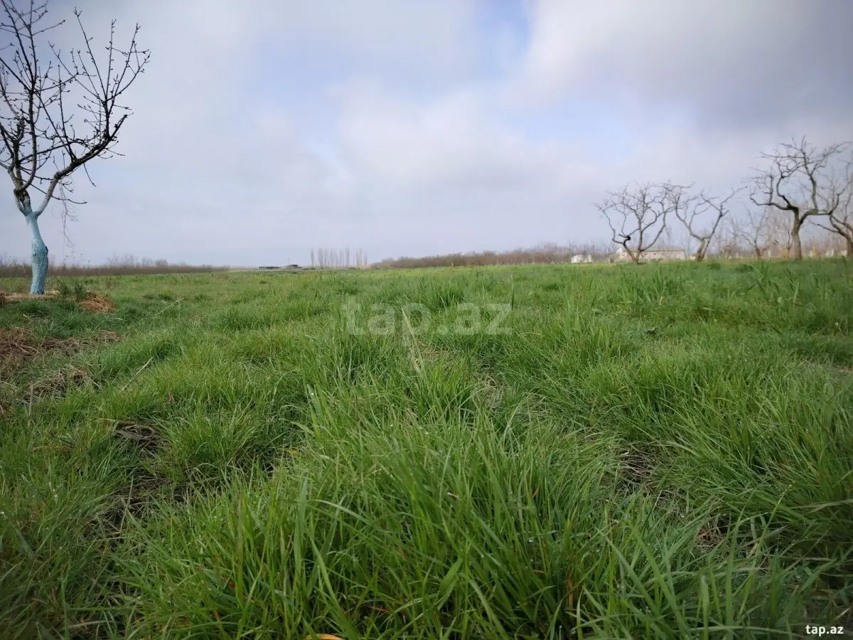 65 000 AZN - 0 m² Obyekt / Ofis , Xaçmaz