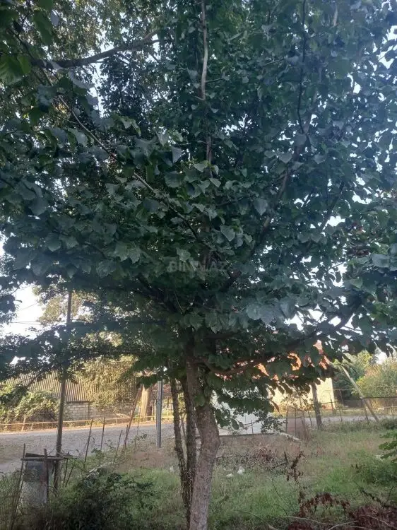 15 000 AZN - 11.2 sot Torpaq Satılır, Lənkəran