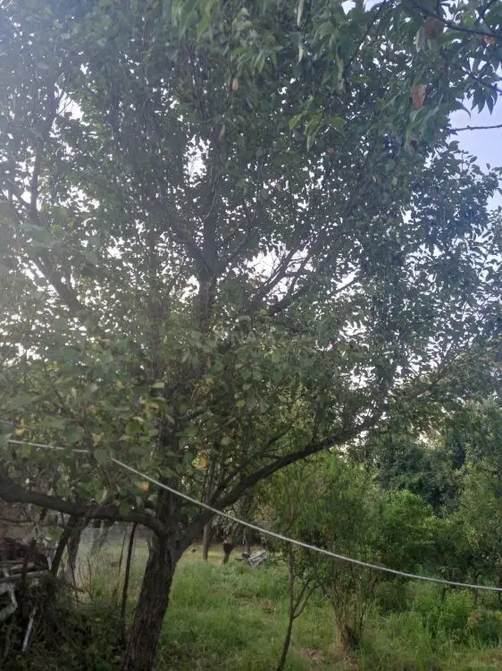 15 000 AZN - 11.2 sot Torpaq Satılır, Lənkəran