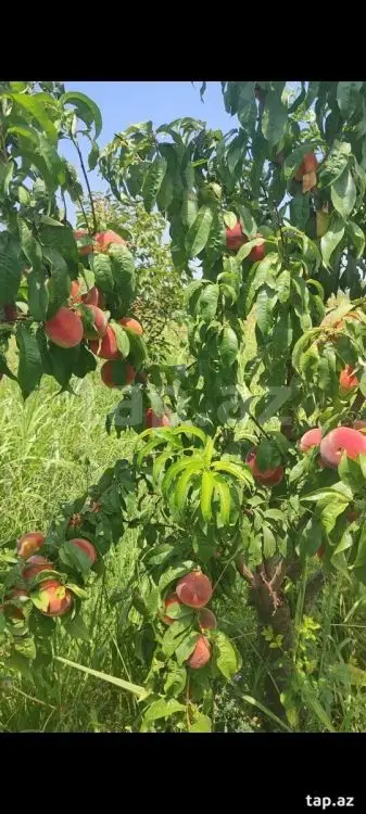 55 000 AZN - 0 m² Obyekt / Ofis , Mingəçevir