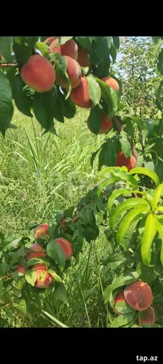 55 000 AZN - 0 m² Obyekt / Ofis , Mingəçevir