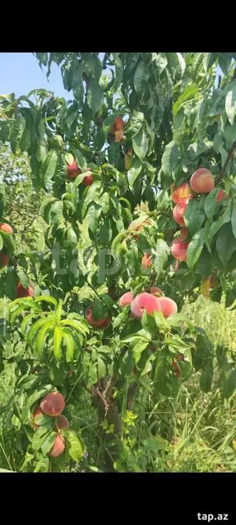 55 000 AZN - 0 m² Obyekt / Ofis , Mingəçevir