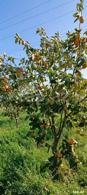 55 000 AZN - 0 m² Obyekt / Ofis , Mingəçevir